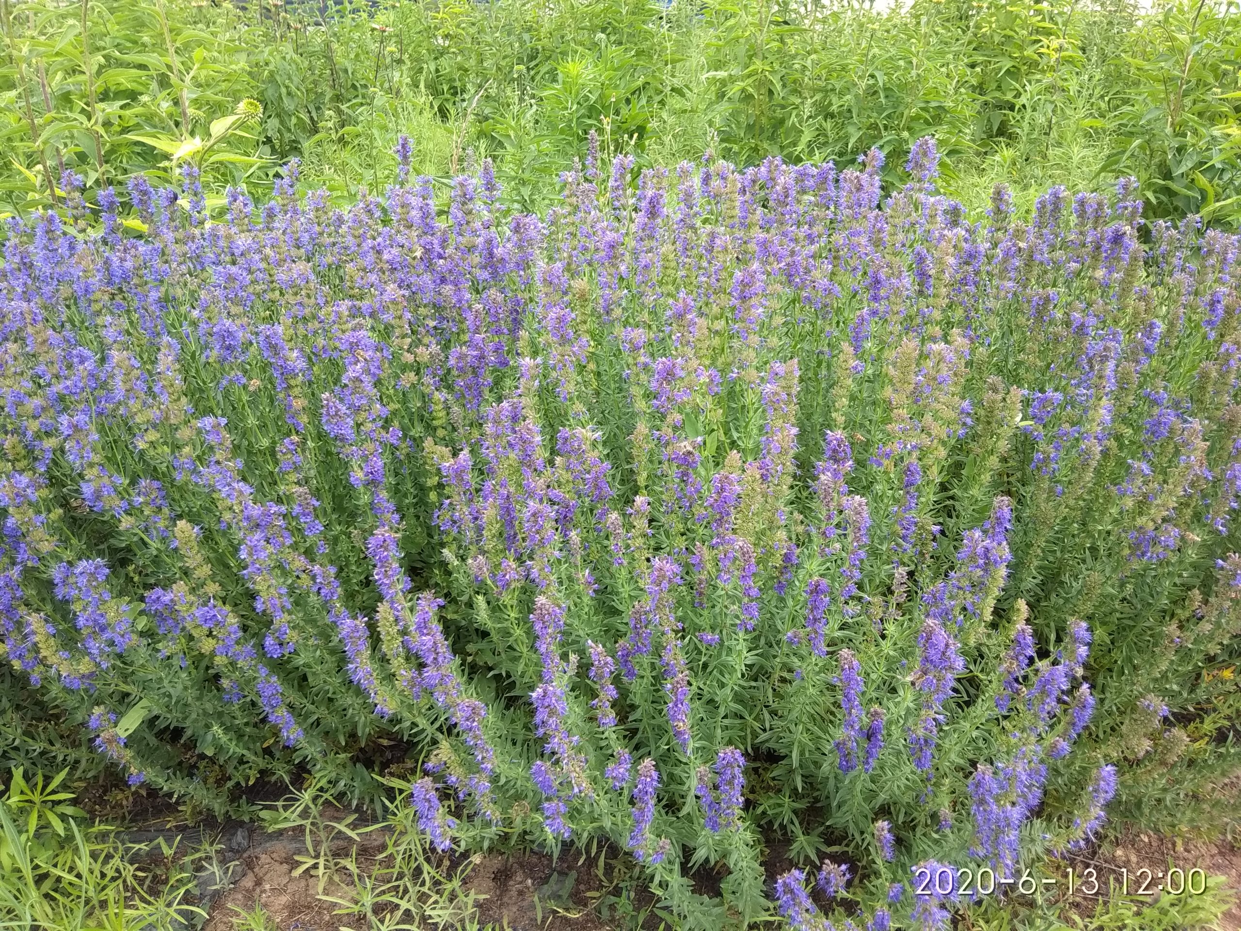 Hyssop - Hyssopus Οfficinalis | Organic Herbs | Anassa Organics